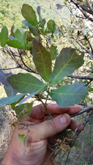Quercus glaucoides