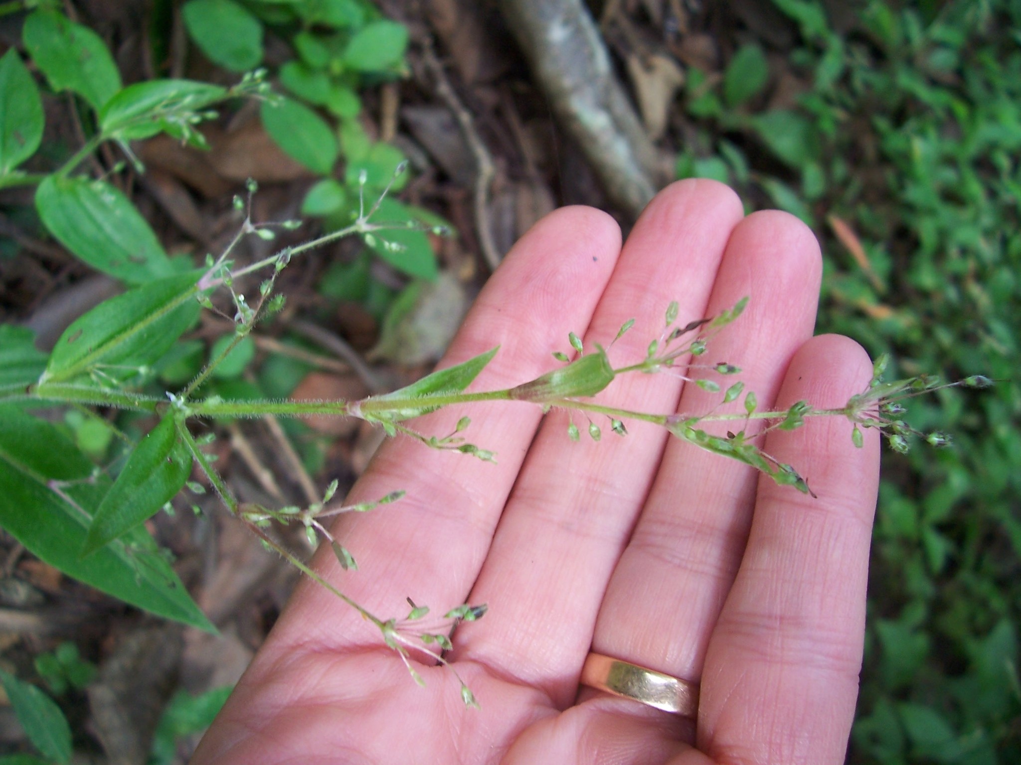 Callisia monandra image