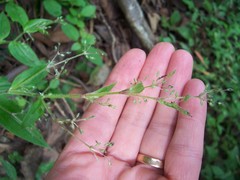 Callisia monandra