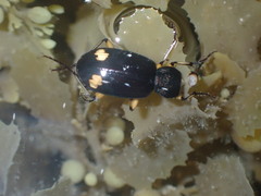 Chlaenius flaviguttatus