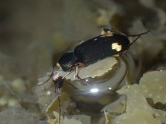 Chlaenius flaviguttatus