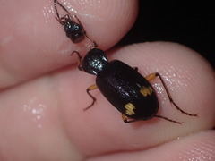 Chlaenius flaviguttatus