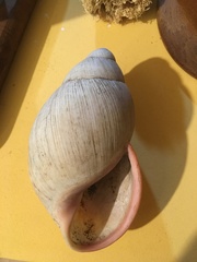 Megalobulimus lorentzianus