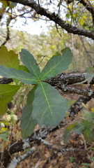 Quercus glaucoides