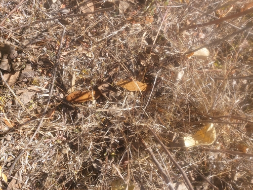 Dalbergia funera