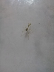 Stagmatoptera femoralis