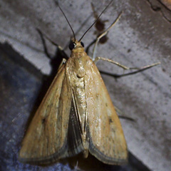Achyra affinitalis