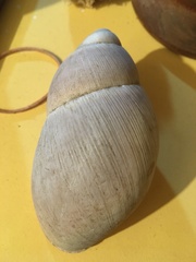 Megalobulimus lorentzianus