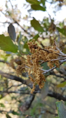 Quercus glaucoides