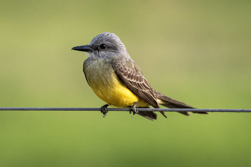 Tropical Kingbird, União dos Palmares - AL, Brasil, photo 8 of 10