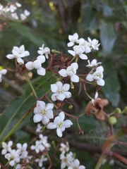 Ocotea leucoxylon