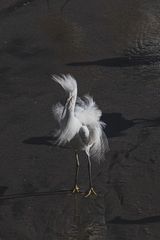 Egretta thula