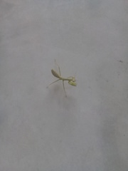 Stagmatoptera femoralis