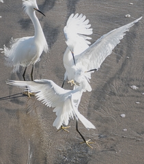 Egretta thula