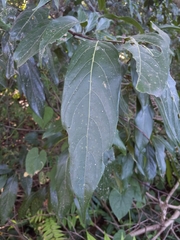 Ocotea leucoxylon