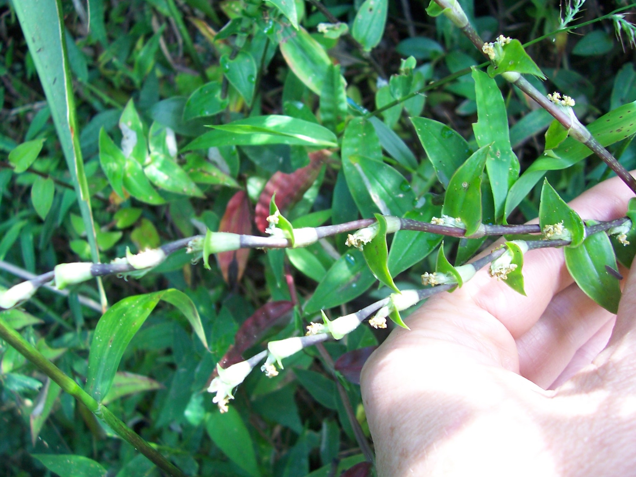 Callisia image