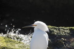 Egretta thula