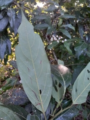 Ocotea leucoxylon