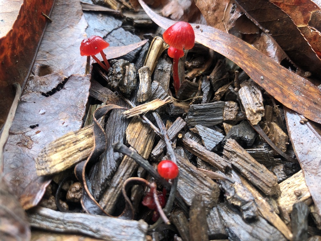 Ruby Bonnot ruby bonnet from Mount Coot-Tha QLD 4066, Australia on January 08, 2022 ...