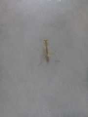 Stagmatoptera femoralis
