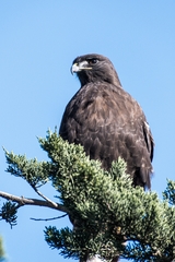 Buteo jamaicensis