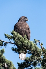 Buteo jamaicensis