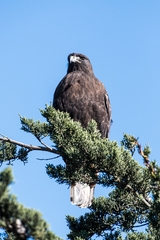Buteo jamaicensis
