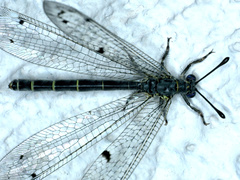 Bandidus canifrons