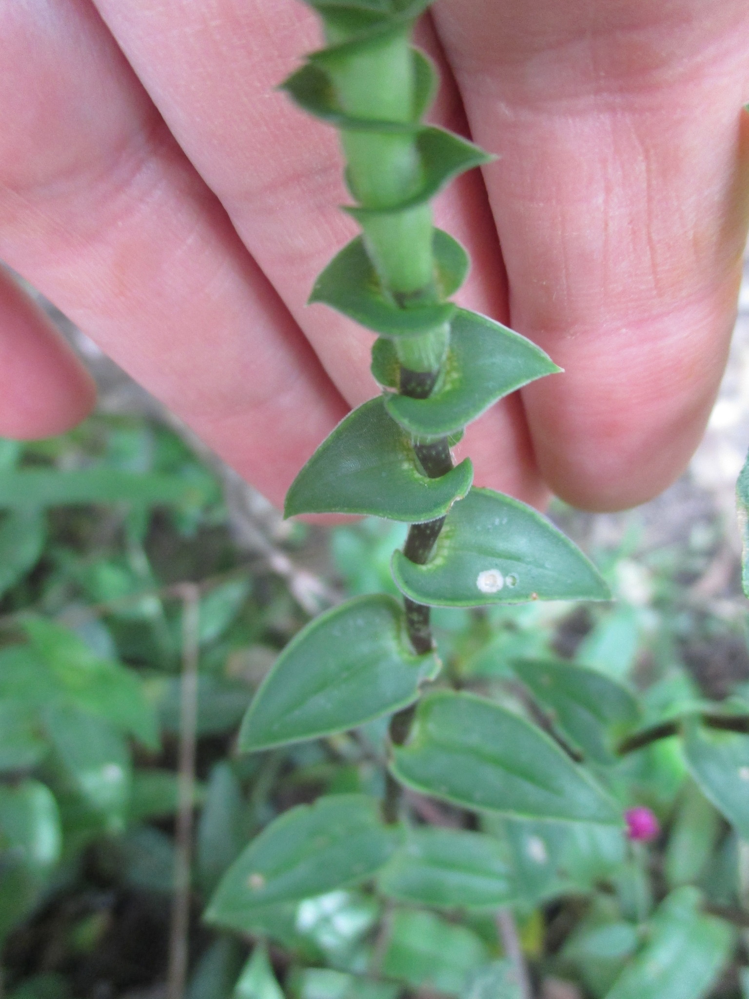 Callisia repens image