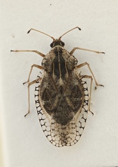 Dictyla indigena