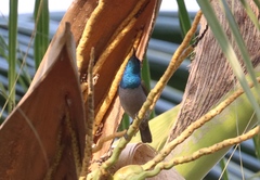 Anabathmis reichenbachii