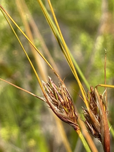 Schoenus turbinatus, 2022-01-29