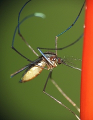 Wyeomyia melanocephala