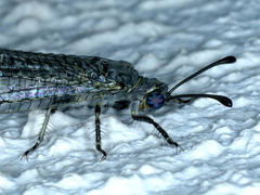 Bandidus canifrons