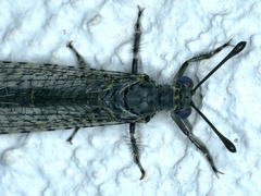 Bandidus canifrons