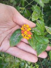 Lantana bahamensis
