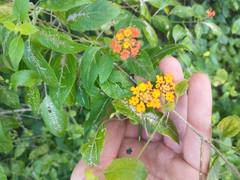 Lantana bahamensis