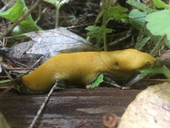 Ariolimax dolichophallus