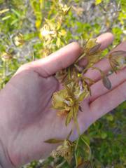 Encyclia altissima