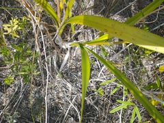 Encyclia altissima