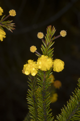 Acacia beadleana
