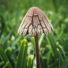 Panaeolus cyanescens