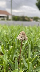 Panaeolus cyanescens