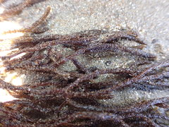 Cladostephus hirsutus