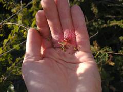 Calliandra haematomma