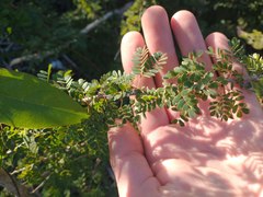 Calliandra haematomma