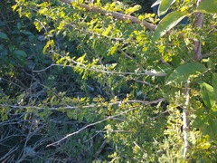 Calliandra haematomma