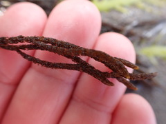 Cladostephus hirsutus