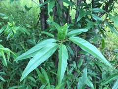 Ehretia saligna membranifolia