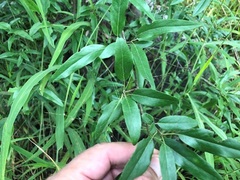 Ehretia saligna membranifolia
